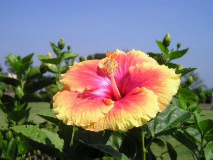 kolorowy kwiat Indii