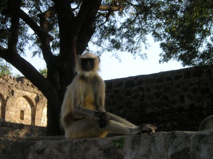 Индия обезьяны дикие
