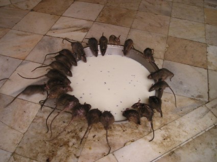 Indie szczur świątyni szczurów