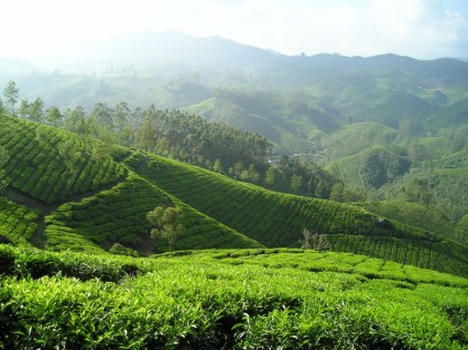 plantación de té de la India tee