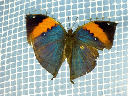 blattschmetterling indiano kallima Inaco farfalla