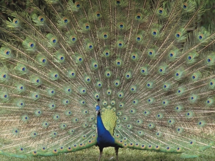 Paw indyjski tapety ptaki zwierzęta