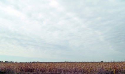 인디애나의 옥수수 밭과 하늘