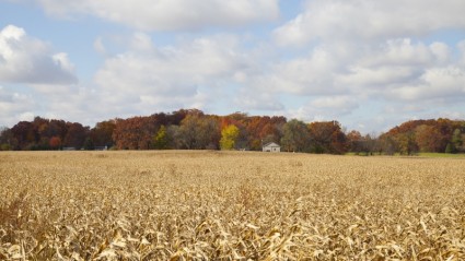 bosque de la granja de Indiana
