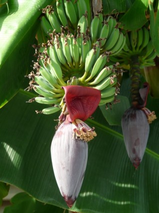los árboles de plátano de inflorescencias plátanos
