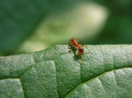 النمل الحشرات الحيوان
