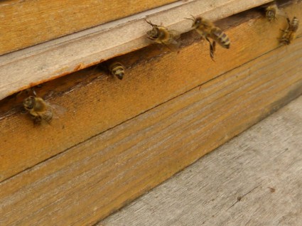 insectos de abejas apis mellifera
