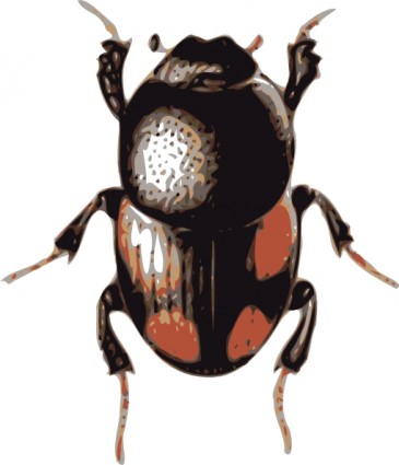 serangga kumbang clip art