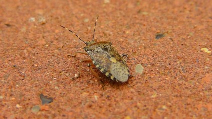 natureza inseto bug