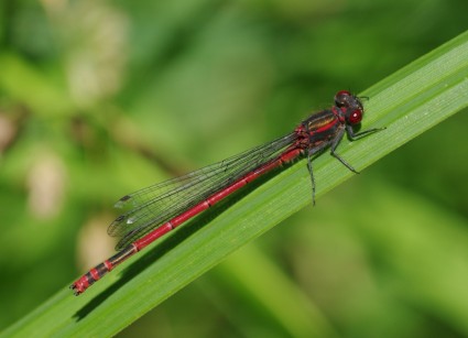serangga dragonfly adonis dragonfly