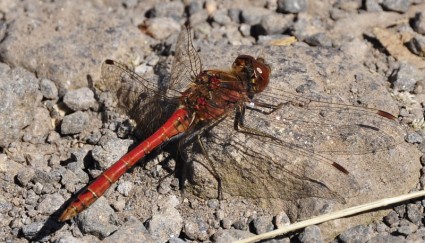 Libélula Roja insecto dragonfly