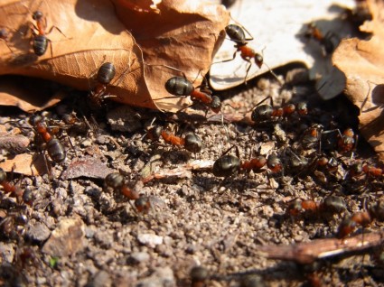insectes hyménoptères fourmi