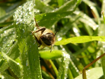 곤충 hymenoptera 꿀벌
