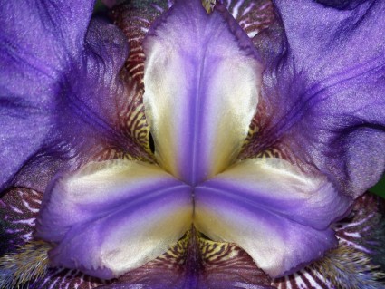 bên trong hoa iris