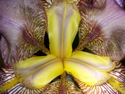 dentro de un iris