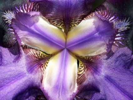 bên trong hoa iris