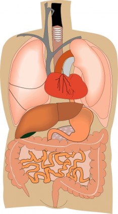 ClipArt mediche diagramma di organi interni