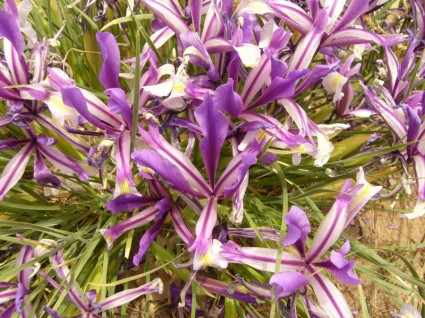Iris mavi çiçek