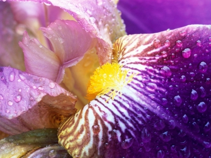 Iris menutup wallpaper bunga alam