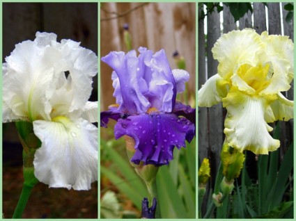 collage de l'iris