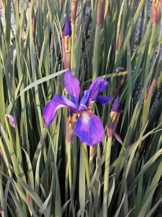 flores de verano temprano Iris flores púrpuras
