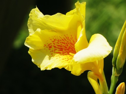 fleur de fleur IRIS
