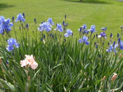 bunga iris