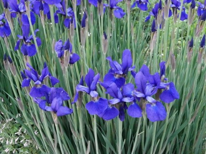 Iris en las flores de verano temprano comienzo del verano