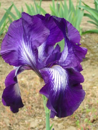 アイリスの紫色のアイリスの花