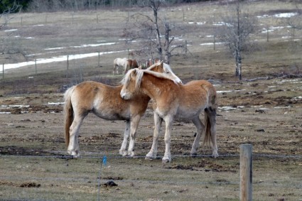 Islaender Pferde Tiere