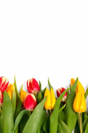 tulipanes aislados