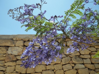 jacarnda дерево цвести