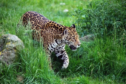 Jaguar andando