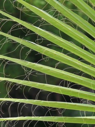 palmier de James washington palm