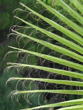 hojas de Palma James washington palm