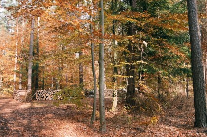 bosques de Janowskie