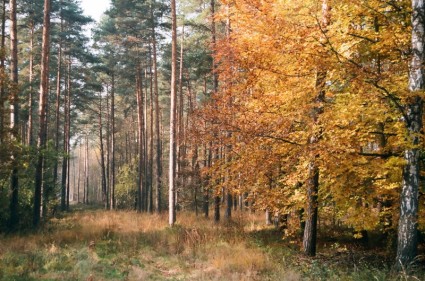 janowskie 森林