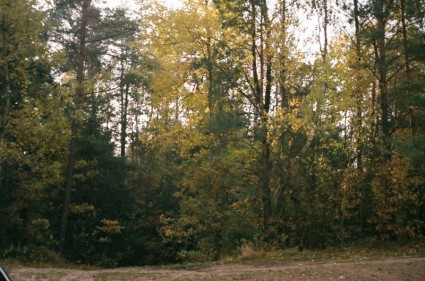 janowskie 숲