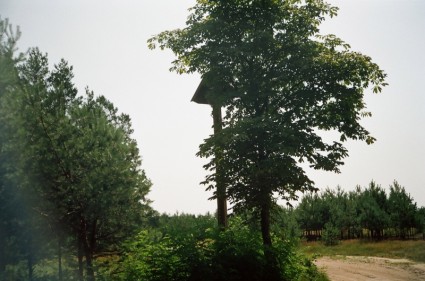 hêtre de forêts janowskie