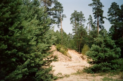 Janowskie Wälder Buche