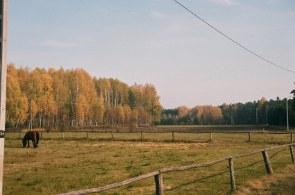 janowskie の森 gwizdow