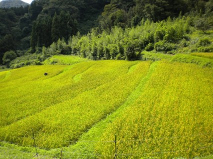 خزان محترم رطل  الصيف المناظر الطبيعية في اليابان-طبيعة-صور مجانية تحميل مجاني