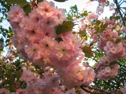 أزهار الكرز اليابانية