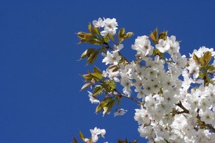 fiore di ciliegio giapponese
