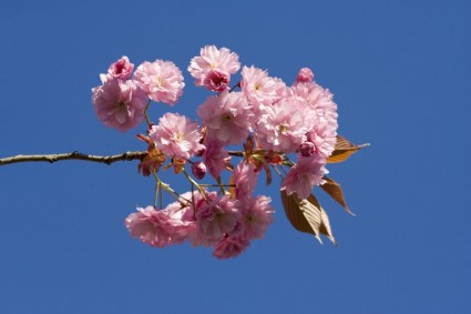 japoński kwiat wiśni