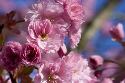 japanische Kirschblüte