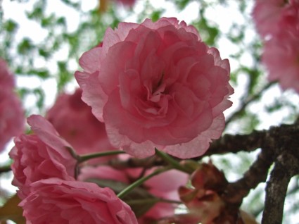 primavera de flor de cerezo cerezo japonés