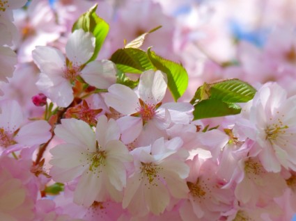японские вишни цветок сакуры