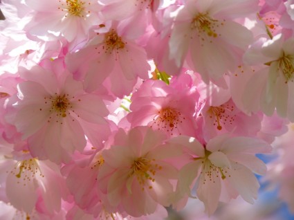 japanische Kirschbäume blühen Kirschblüte