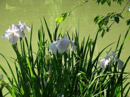 japanische iris